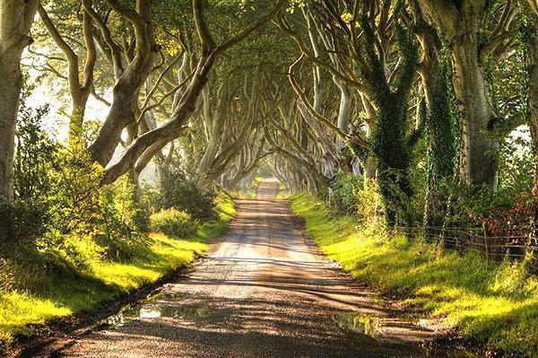 route parmi la forêt de hêtres