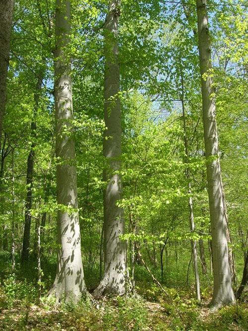 bosque de hayas