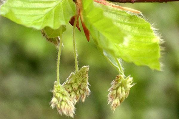 flores de haya