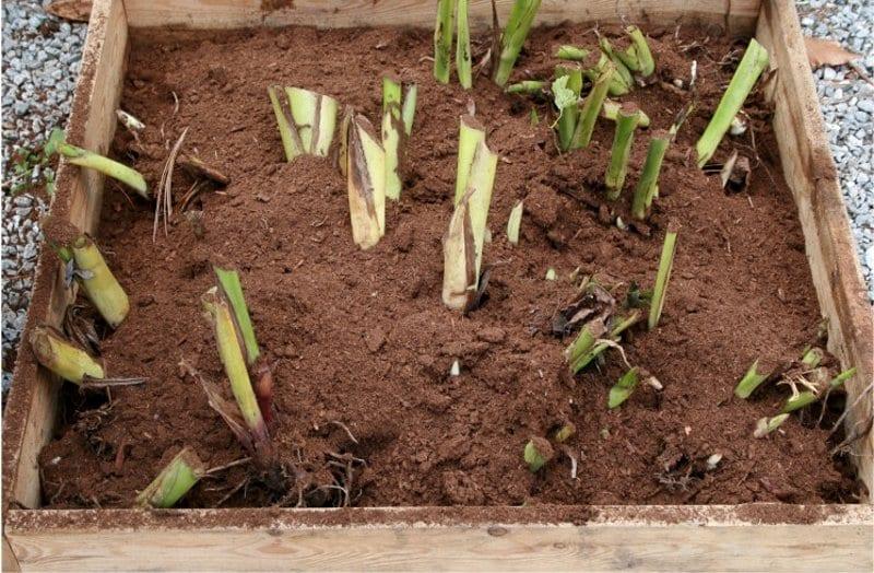 cannes fleurs soin rangement au sous-sol