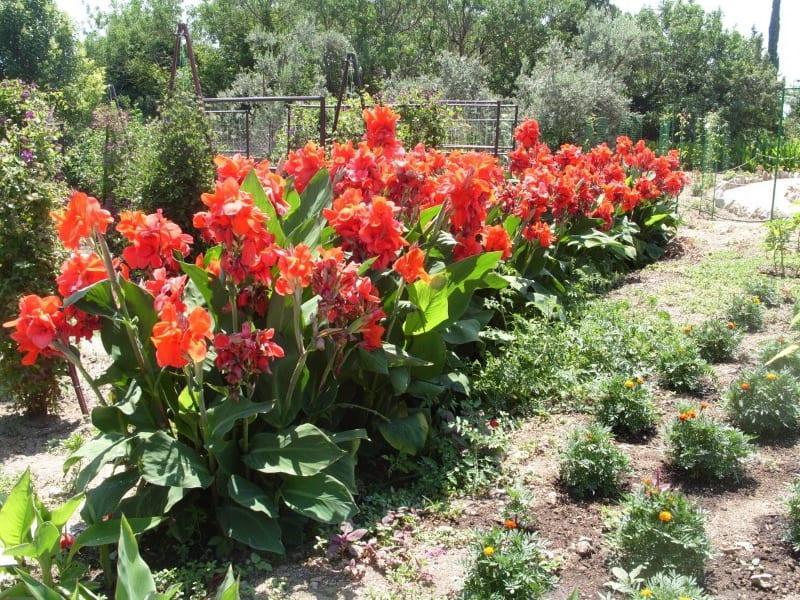 cannes fleurs soin stockage hiver vidéo