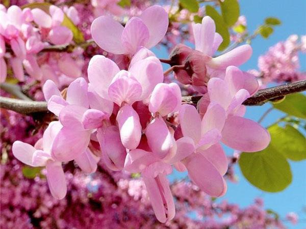 las flores escarlatas