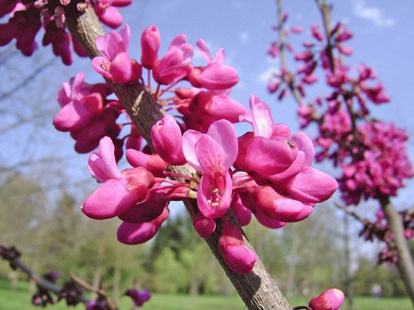 cercis europeo