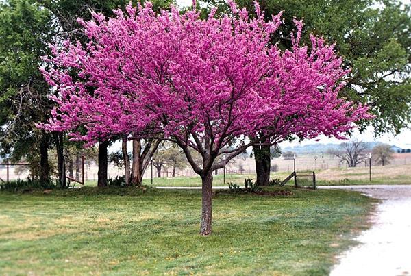 cercis canadiense