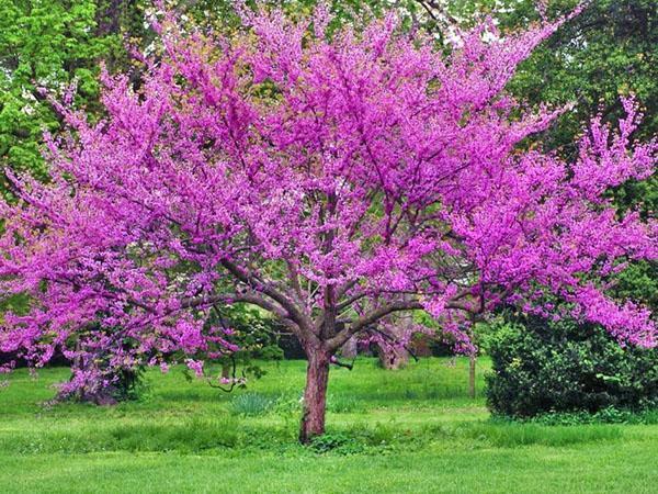 árbol de cercis