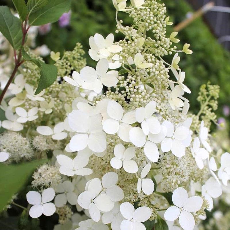 delicada flor blanca