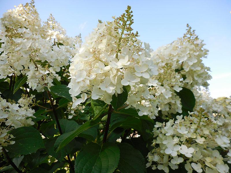 grandes inflorescencias de hortensias