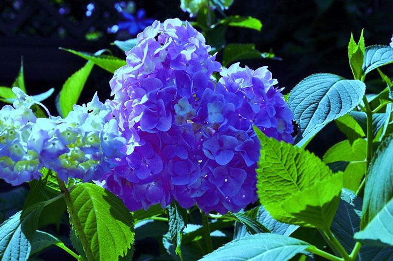 decoración de jardín hortensia