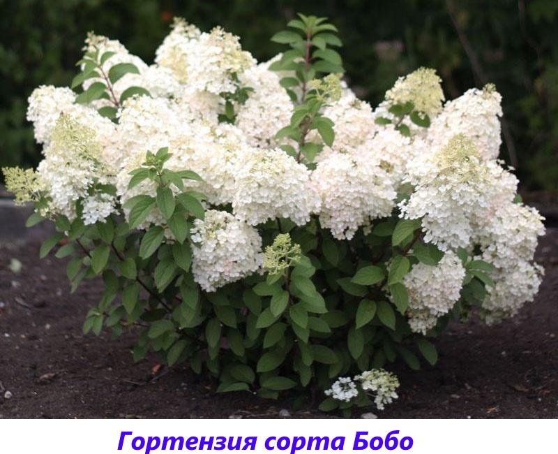 Panicle Hydrangea Bobo Variedades