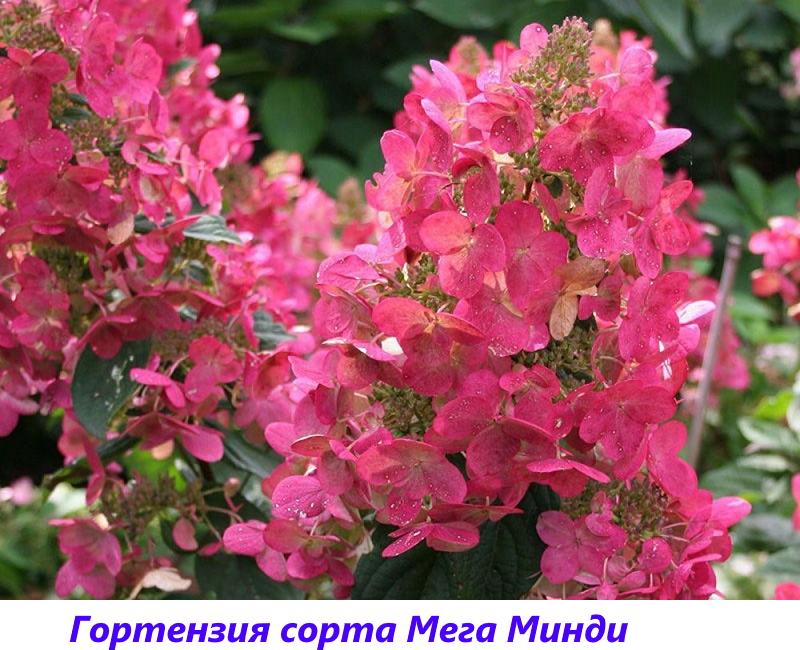 Panícula variedades de hortensias mega mindy
