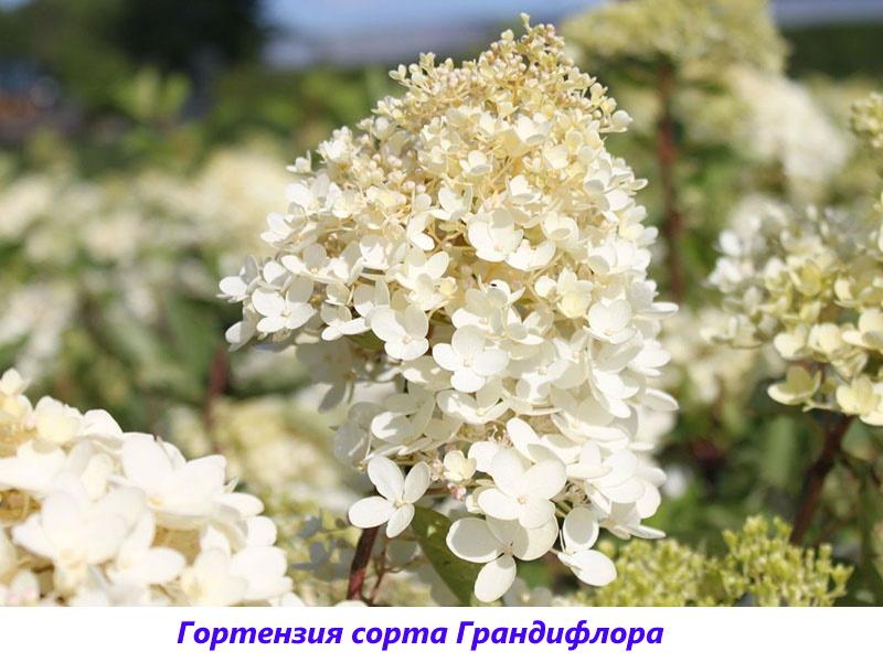 variedades de hortensias de panícula Grandiflora