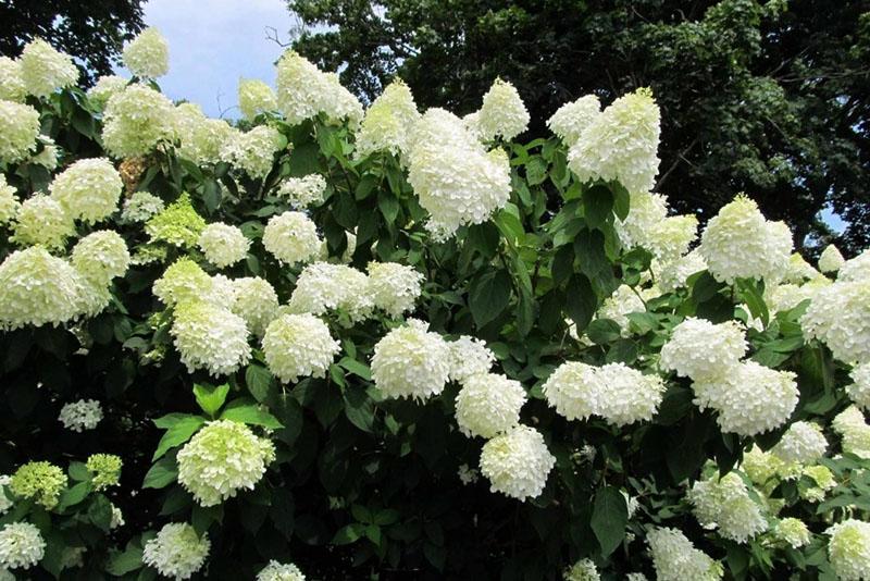 grandiflora floreciente