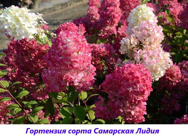 variedades de hortensias de panícula Samarskaya Lydia