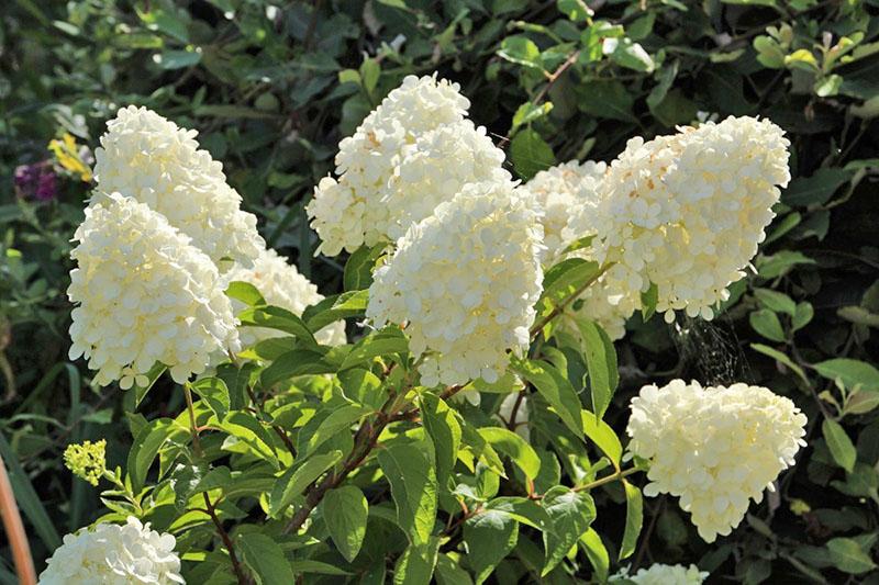 hortensia blanca