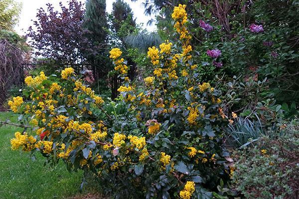 mahonia en la dacha de la región de moscú