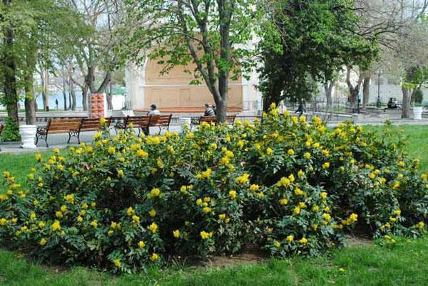 mahonia en el parque