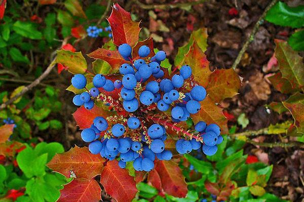 frutos de mahonia holly