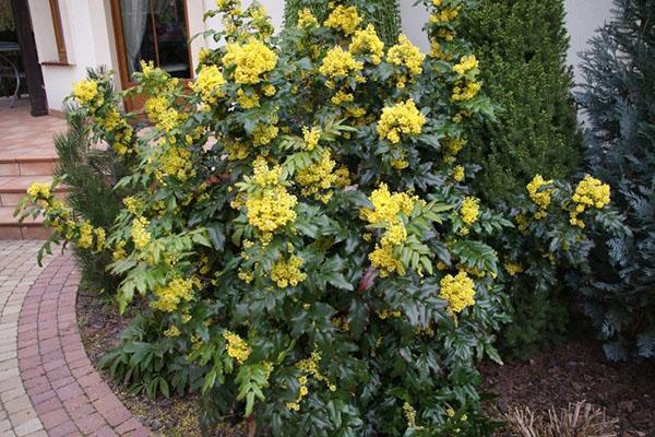 holly mahonia en el sitio