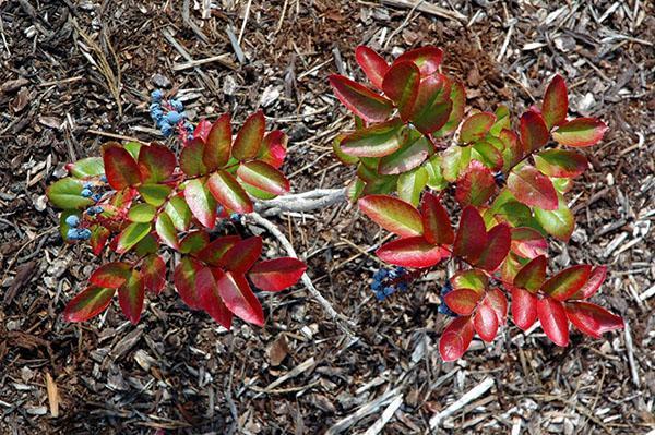 jeunes arbres de Mahonia