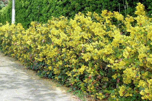 houx mahonia