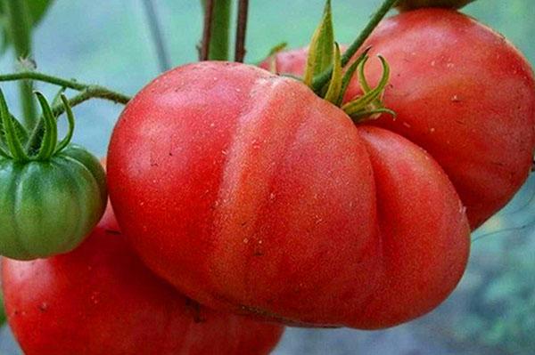 Variedad Frambuesa Gigante