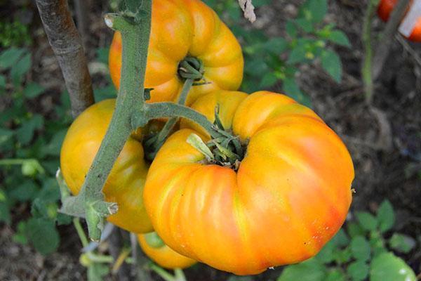 Variedad Golden Bull