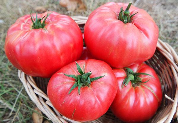 Tomate Rosa Silvestre