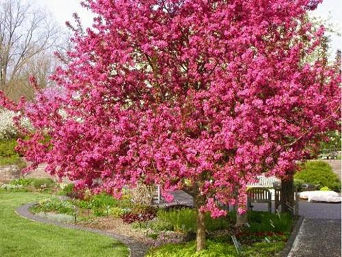 Pommier décoratif dans votre jardin