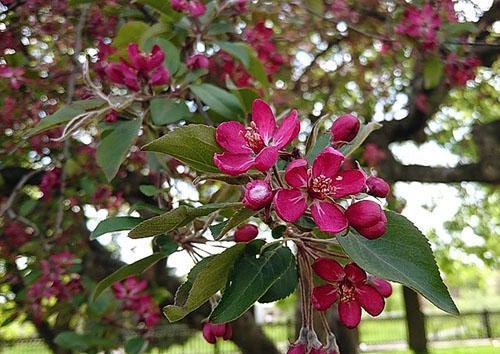 Floraison lumineuse de la variété Nizdvetsky