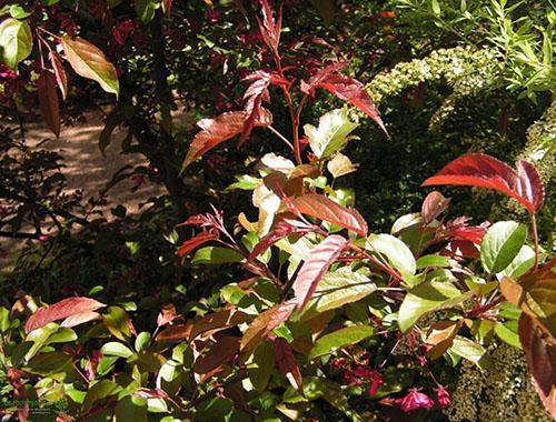 Pommier décoratif dans le jardin