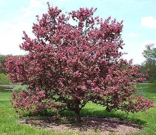 Fleurs de pommier