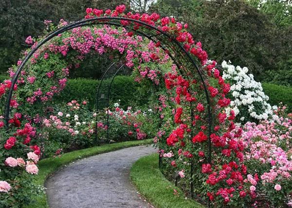 pergola avec roses frisées