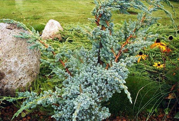 Genévrier Meyeri dans le parterre de fleurs