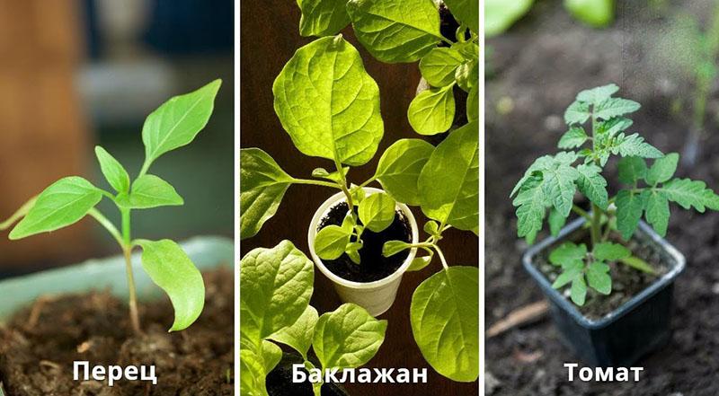 plántulas de tomates, pimientos y berenjenas