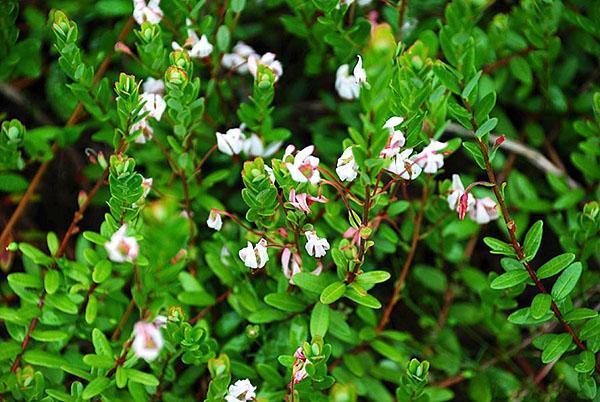 canneberge en fleurs
