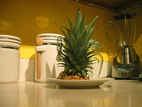 Une nouvelle plante peut être cultivée à partir d'une touffe d'ananas
