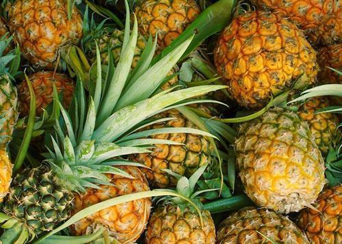L'ananas mûr produit un délicieux jus hypocalorique
