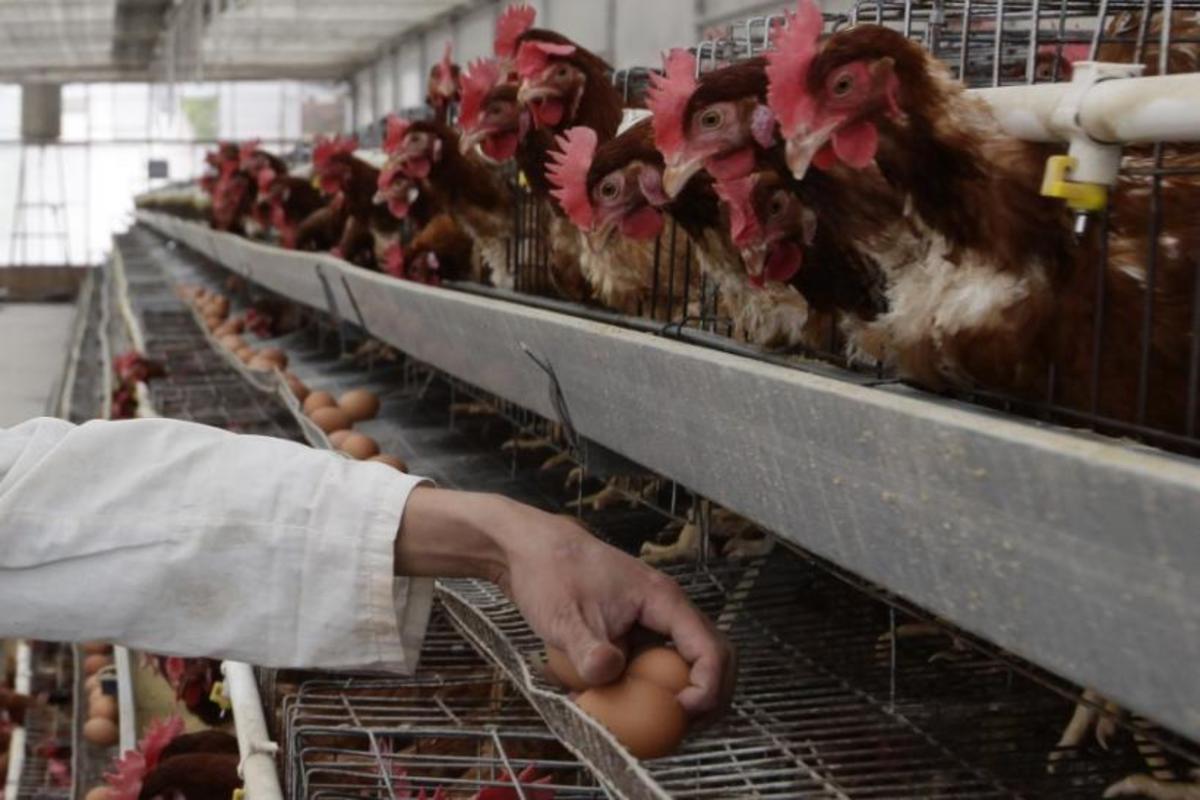 Burger King, Burger King Tierquälerei, Aktivistengruppe beschuldigt Tierquälerei, Undercover Chicken Farm Video, Chicken Farm, Burger King Taiwan, Burger King Europa, Was ist in einem Hot Dog, Eierfarmen, Hebelaktivist, Nick Cooney, Burger King Egg Farm , vegane Propaganda