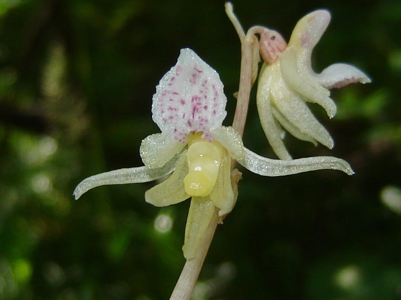 flor de pezón