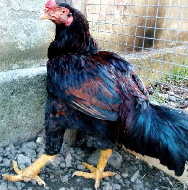 gallo de raza india