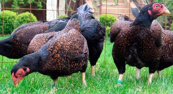 gallinas de la raza india