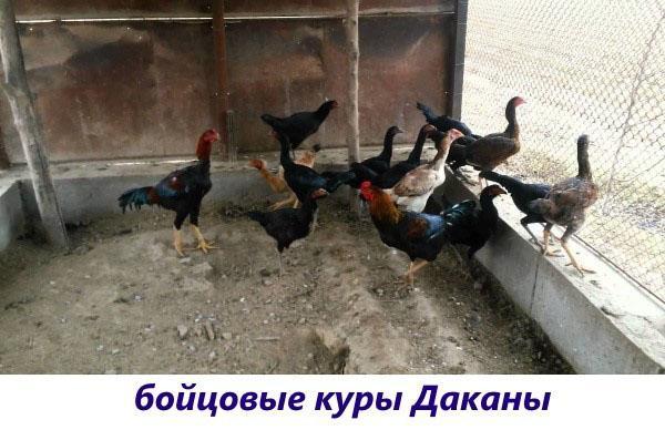 Les poulets de combat de Dakan
