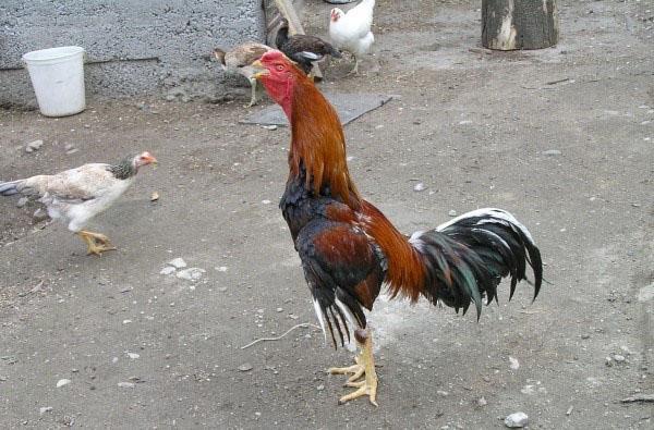 coq de race Dakan