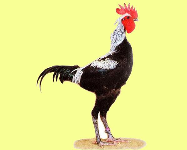 coq de combat anglais