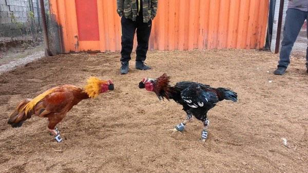 pelea de gallos