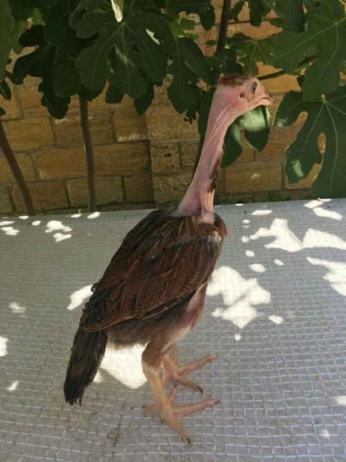 Madagascar lucha contra las gallinas