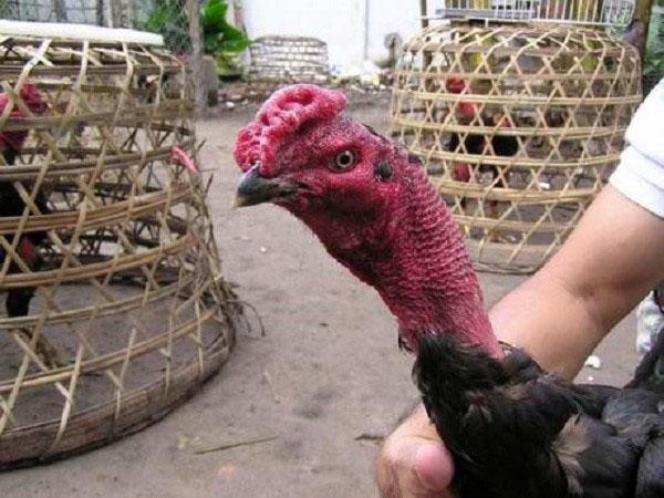 gallo de madagascar raza de pelea