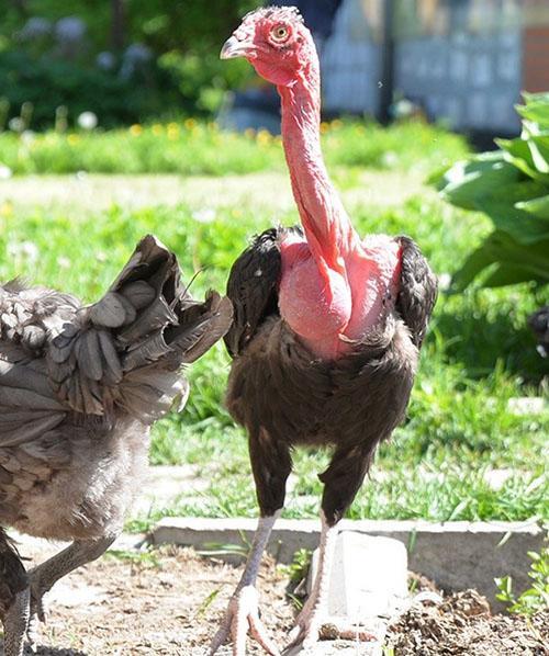 poulets de la race combattante de Madagascar