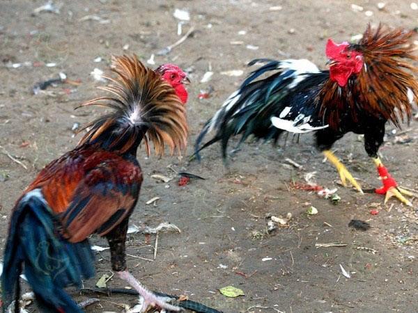 luchando contra razas de pollos