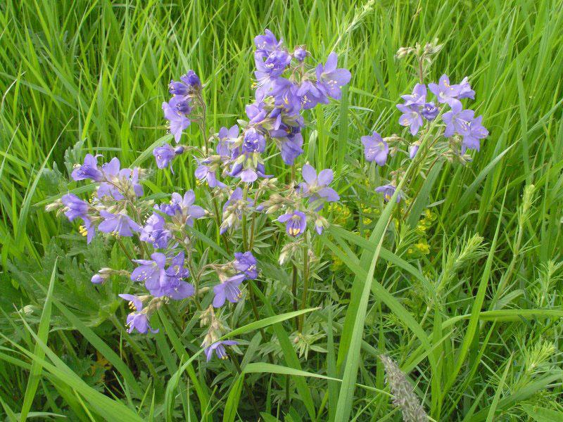 propriétés médicinales du bleu de cyanose